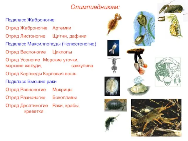 Олимпиадникам: Подкласс Жаброногие Отряд Жаброногие Артемии Отряд Листоногие Щитни, дафнии Подкласс