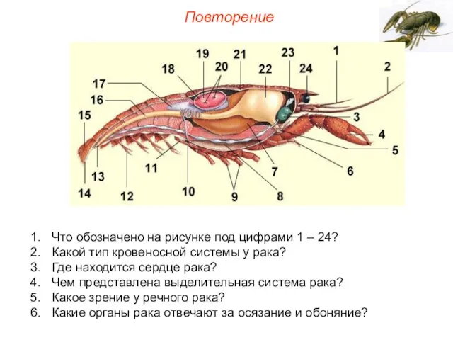 Повторение Что обозначено на рисунке под цифрами 1 – 24? Какой