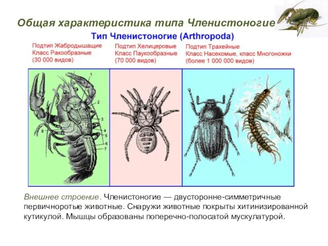 Внешнее строение. Членистоногие — двусторонне-симметричные первичноротые животные. Снаружи животные покрыты хитинизированной