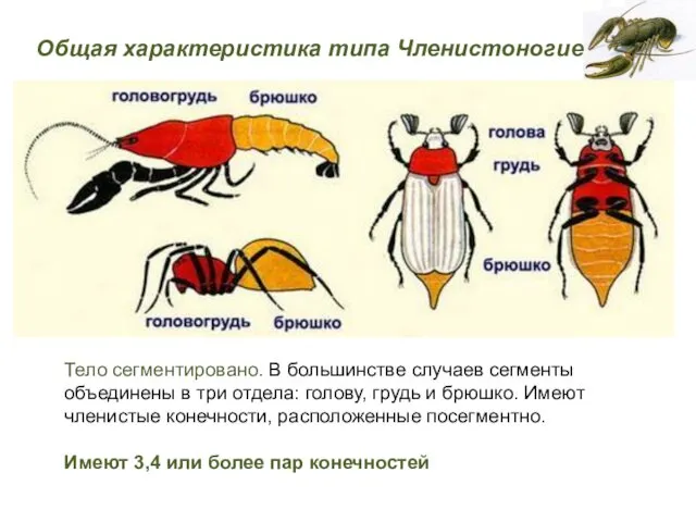 Тело сегментировано. В большинстве случаев сегменты объединены в три отдела: голову,