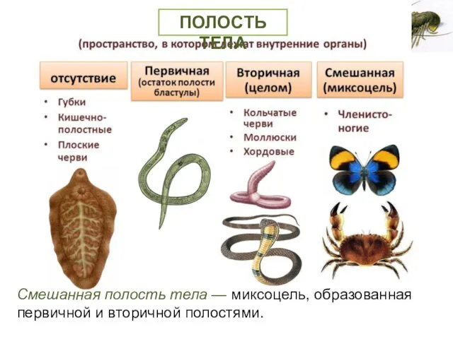 Смешанная полость тела — миксоцель, образованная первичной и вторичной полостями. ПОЛОСТЬ ТЕЛА