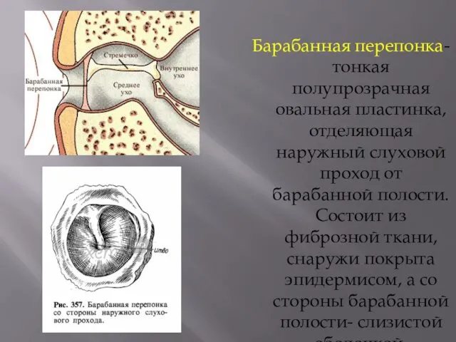 Барабанная перепонка- тонкая полупрозрачная овальная пластинка, отделяющая наружный слуховой проход от