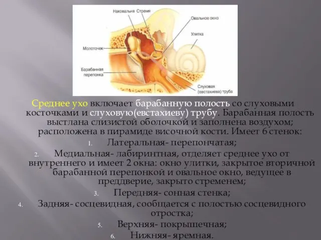 Среднее ухо включает барабанную полость со слуховыми косточками и слуховую(евстахиеву) трубу.