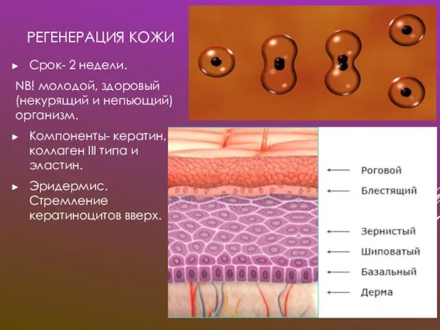 РЕГЕНЕРАЦИЯ КОЖИ Срок- 2 недели. NB! молодой, здоровый (некурящий и непьющий)