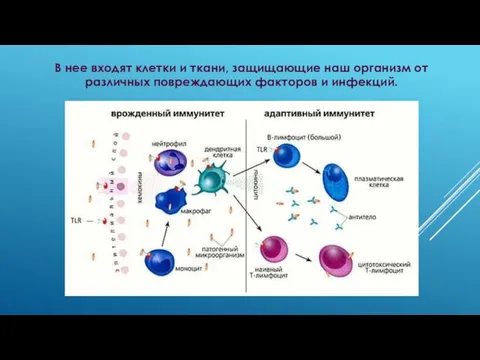 В нее входят клетки и ткани, защищающие наш организм от различных повреждающих факторов и инфекций.