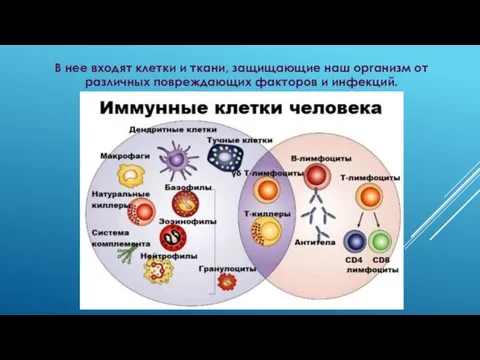 В нее входят клетки и ткани, защищающие наш организм от различных повреждающих факторов и инфекций.