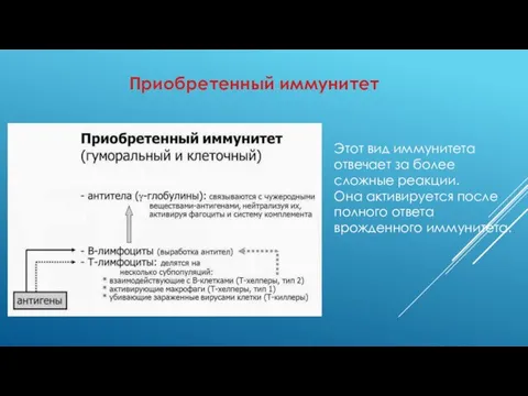 Приобретенный иммунитет Этот вид иммунитета отвечает за более сложные реакции. Она