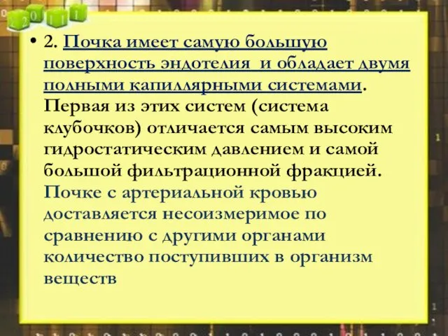 2. Почка имеет самую большую поверхность эндотелия и обладает двумя полными