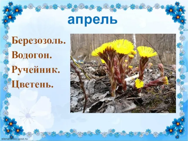 апрель Березозоль. Водогон. Ручейник. Цветень.