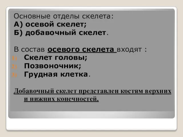 Основные отделы скелета: А) осевой скелет; Б) добавочный скелет. В состав