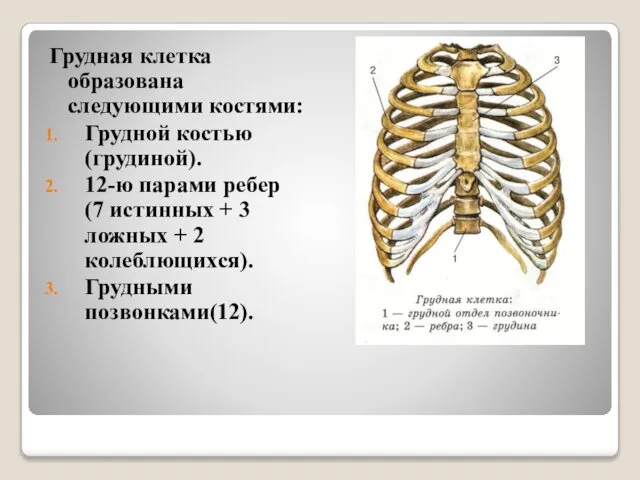 Грудная клетка образована следующими костями: Грудной костью(грудиной). 12-ю парами ребер (7