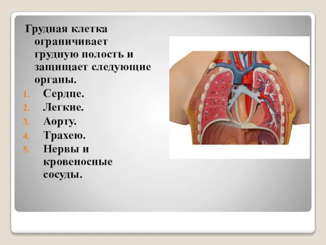 Грудная клетка ограничивает грудную полость и защищает следующие органы. Сердце. Легкие.