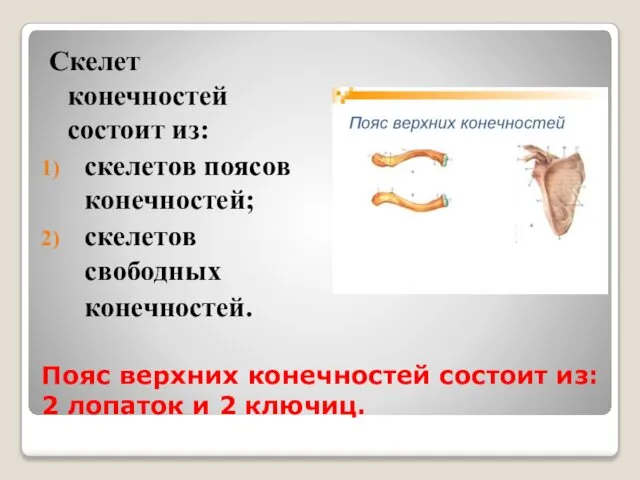 Пояс верхних конечностей состоит из: 2 лопаток и 2 ключиц. Скелет