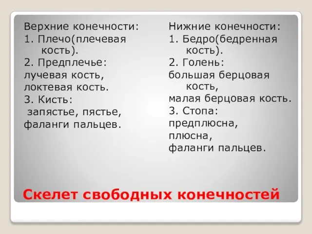 Скелет свободных конечностей Верхние конечности: 1. Плечо(плечевая кость). 2. Предплечье: лучевая