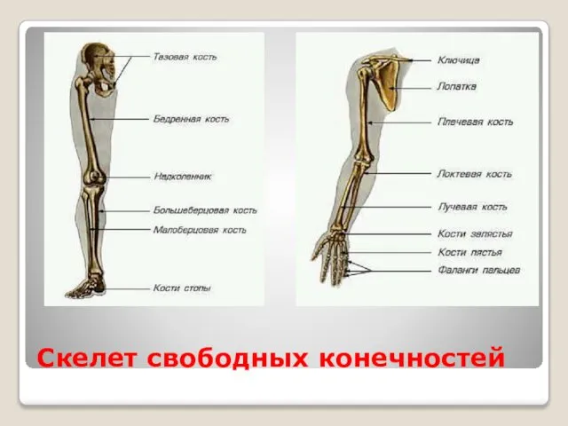 Скелет свободных конечностей