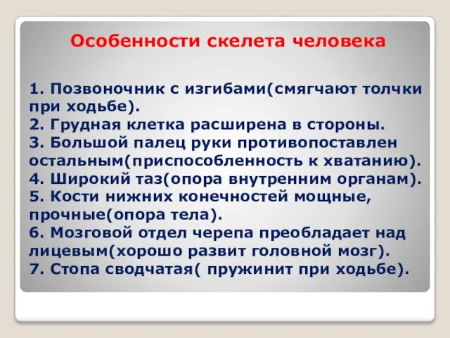 1. Позвоночник с изгибами(смягчают толчки при ходьбе). 2. Грудная клетка расширена