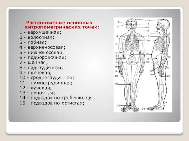 Расположение основных антропометрических точек: 1 - верхушечная; 2 - волосяная: 3