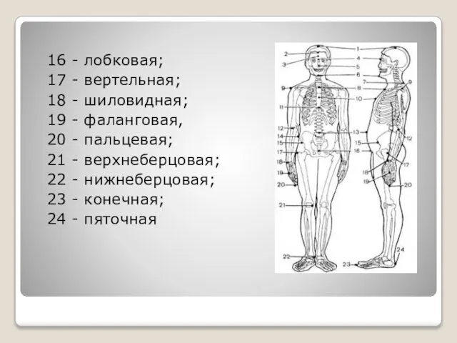 16 - лобковая; 17 - вертельная; 18 - шиловидная; 19 -