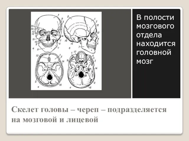 Скелет головы – череп – подразделяется на мозговой и лицевой В