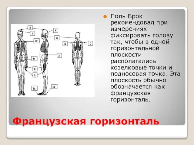 Французская горизонталь Поль Брок рекомендовал при измерениях фиксировать голову так, чтобы