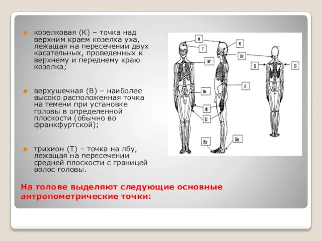 На голове выделяют следующие основные антропометрические точки: козелковая (К) – точка