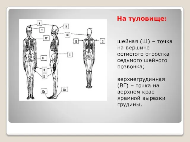 На туловище: шейная (Ш) – точка на вершине остистого отростка седьмого