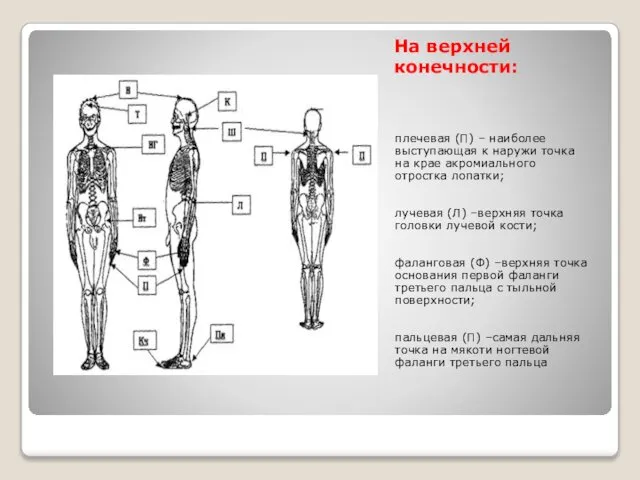 На верхней конечности: плечевая (П) – наиболее выступающая к наружи точка