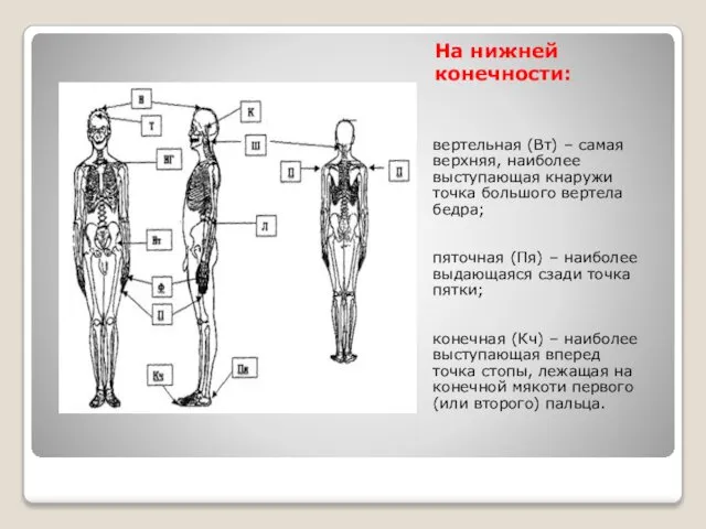 На нижней конечности: вертельная (Вт) – самая верхняя, наиболее выступающая кнаружи