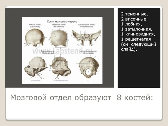 Мозговой отдел образуют 8 костей: 2 теменные, 2 височные, 1 лобная,