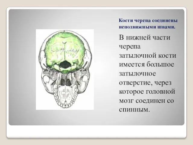 Кости черепа соединены неподвижными швами. В нижней части черепа затылочной кости