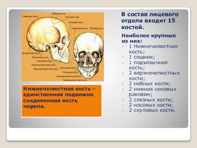 В состав лицевого отдела входит 15 костей. Наиболее крупные из них: