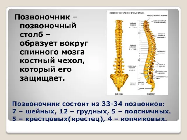 Позвоночник состоит из 33-34 позвонков: 7 – шейных, 12 – грудных,