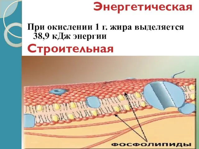 Строительная Энергетическая При окислении 1 г. жира выделяется 38,9 кДж энергии