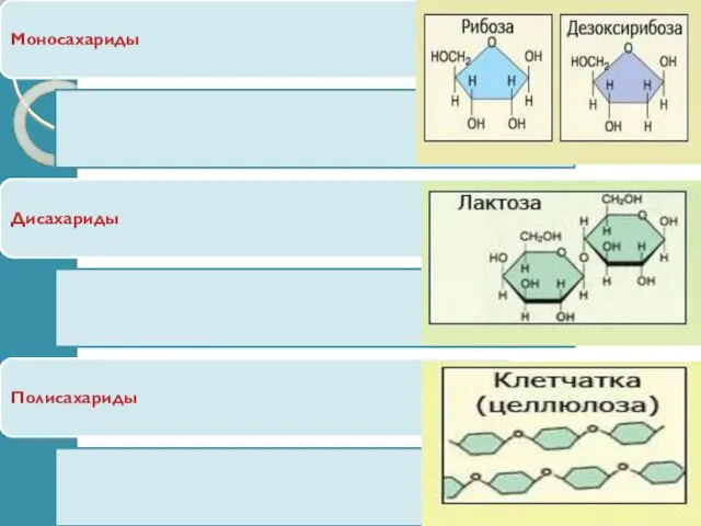 Моносахариды Дисахариды Полисахариды