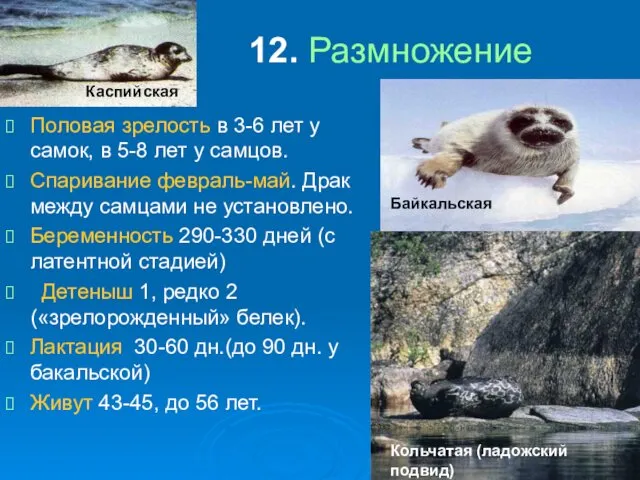 12. Размножение Половая зрелость в 3-6 лет у самок, в 5-8