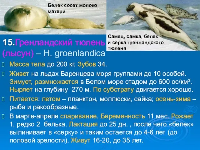 15.Гренландский тюлень (лысун) – H. groenlandica Масса тела до 200 кг.