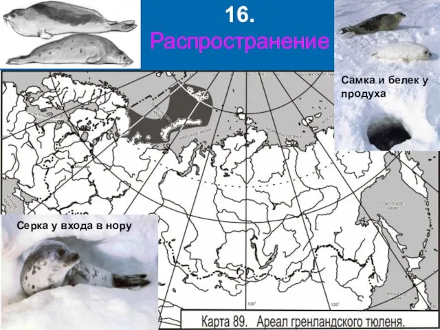 16. Распространение Самка и белек у продуха Серка у входа в нору