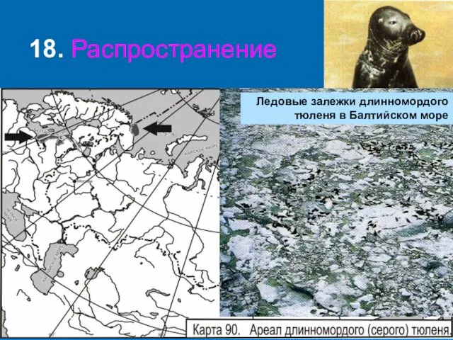 18. Распространение Ледовые залежки длинномордого тюленя в Балтийском море