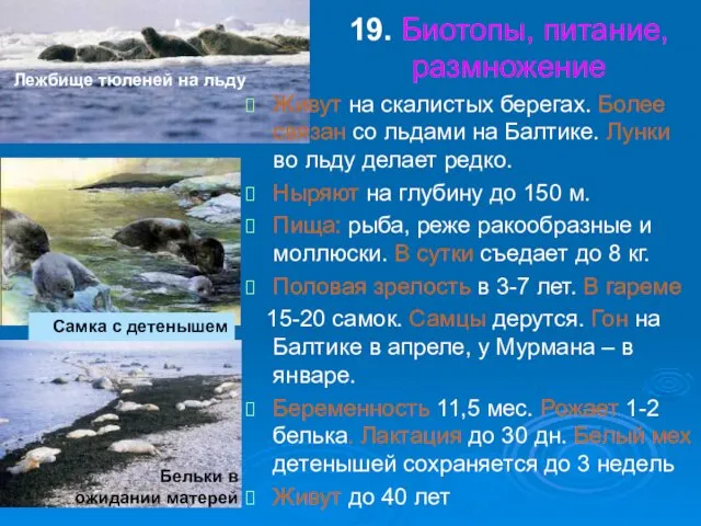 19. Биотопы, питание, размножение Живут на скалистых берегах. Более связан со