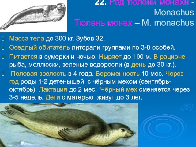 22. Род тюлени монахи - Monachus Тюлень монах – M. monachus