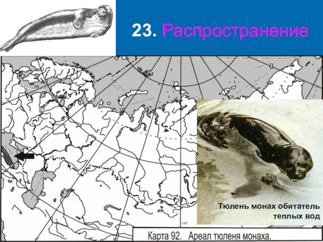 23. Распространение Тюлень монах обитатель теплых вод