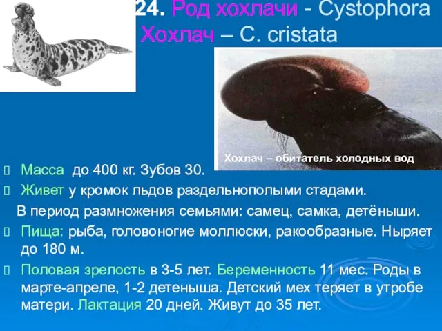 24. Род хохлачи - Cystophora Хохлач – C. cristata Масса до