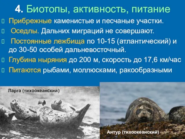 4. Биотопы, активность, питание Прибрежные каменистые и песчаные участки. Оседлы. Дальних