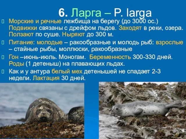 6. Ларга – P. larga Морские и речные лежбища на берегу