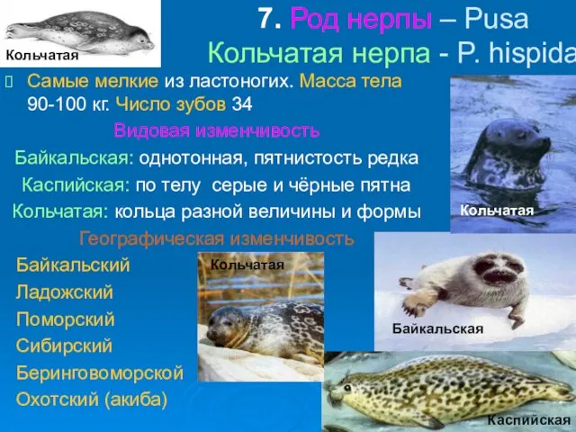 7. Род нерпы – Pusa Кольчатая нерпа - P. hispida Самые