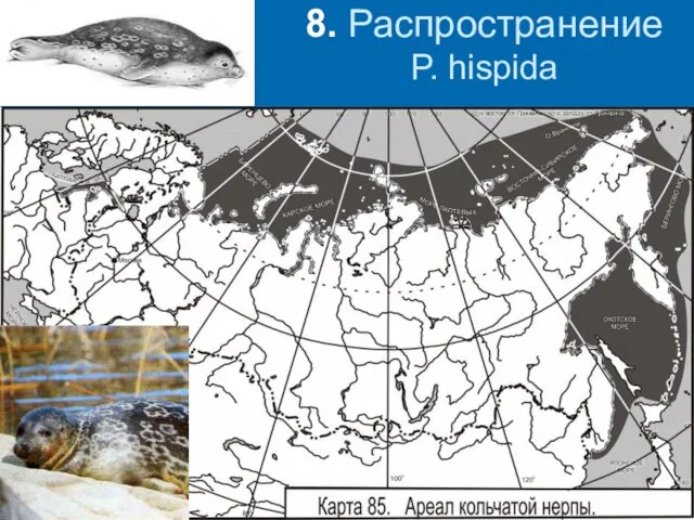 8. Распространение P. hispida