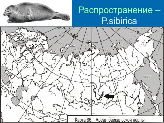 Распространение – P.sibirica