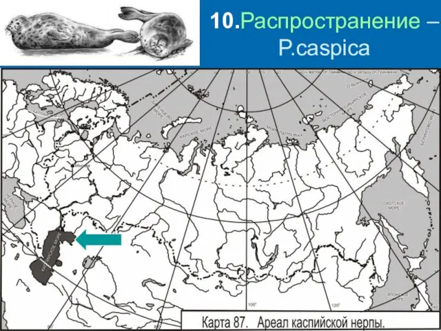 10.Распространение – P.caspica