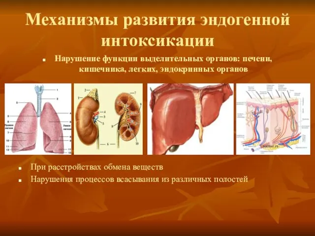 Механизмы развития эндогенной интоксикации Нарушение функции выделительных органов: печени, кишечника, легких,