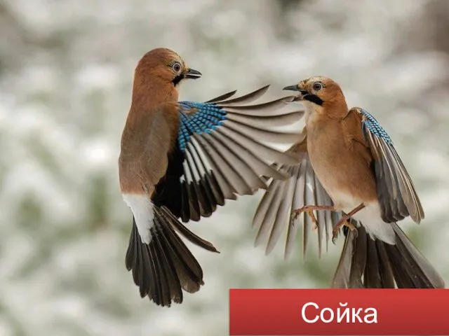 Сойка